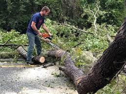 Best Tree Removal  in Steele, AL
