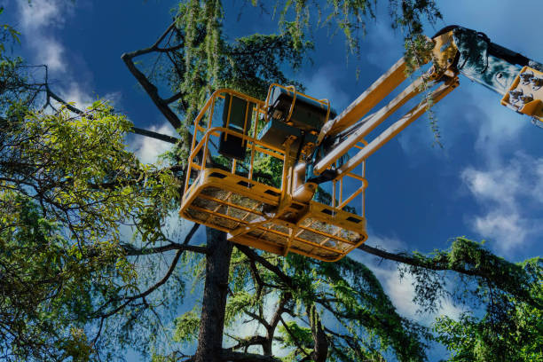 Tree and Shrub Care in Steele, AL